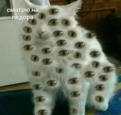 cat animal domestic cat