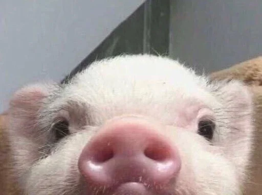 Стикер ludicrous animals - 11