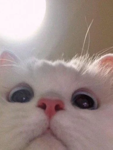 Стикер ludicrous animals - 9