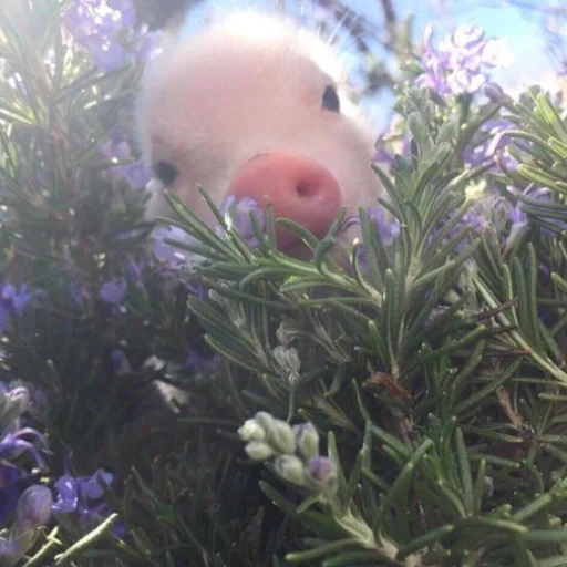 Стикер ludicrous animals - 6