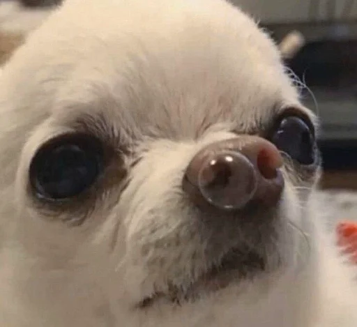 Стикер ludicrous animals - 5