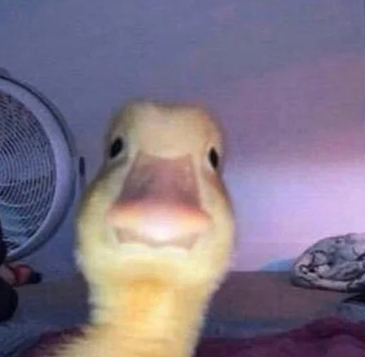 Стикер ludicrous animals - 3