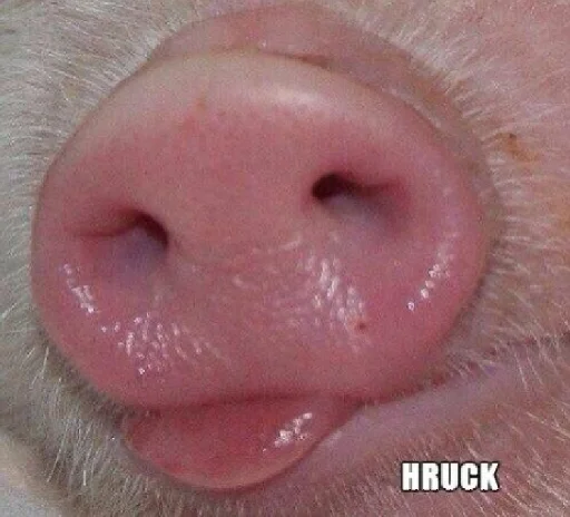 Стикер ludicrous animals - 1