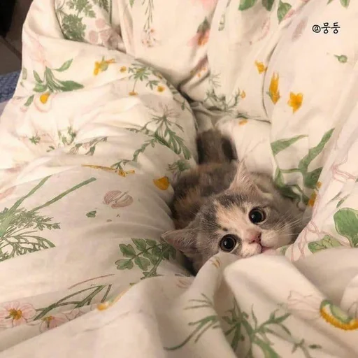 животное комнатный кошки малого и среднего размера