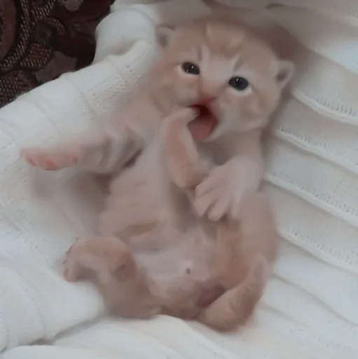 млекопитающее комнатный животное