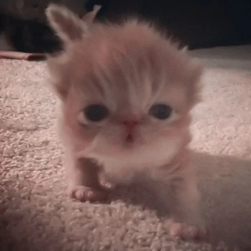 млекопитающее животное кошка