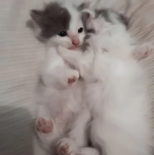 животное млекопитающее кошка