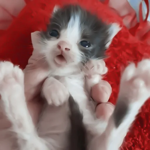 млекопитающее животное кошка