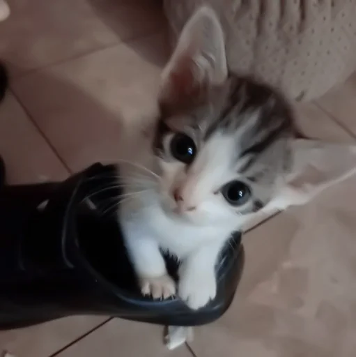 кошки малого и среднего размера кошка кошачьи