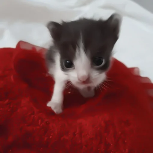 кошки малого и среднего размера кошачьи усы