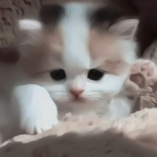 кошка млекопитающее животное