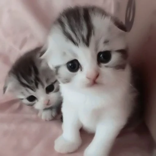 млекопитающее кошка животное