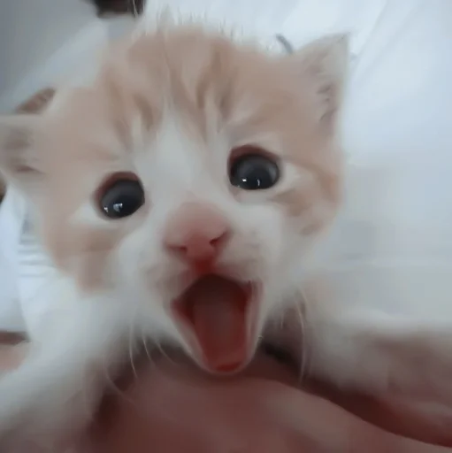 млекопитающее животное кошка