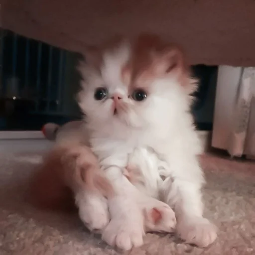 млекопитающее животное кошка