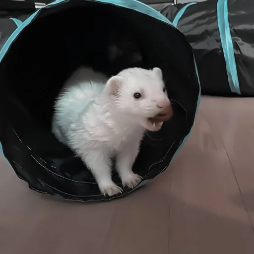 Стикер #ashisland meme «🩹 by @lumicore_present - 11