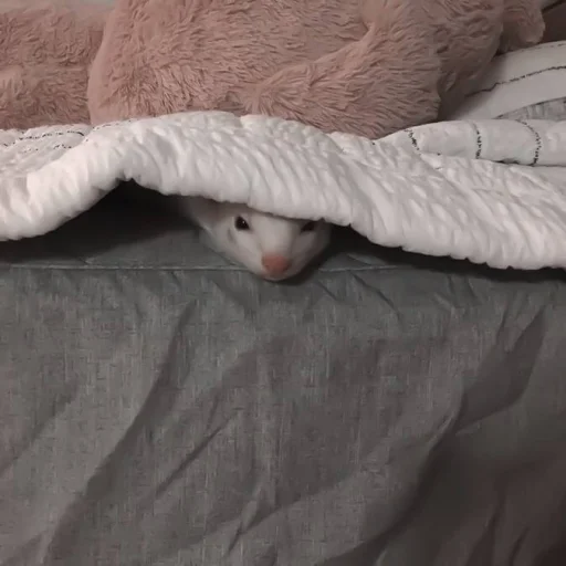 Стикер #ashisland meme «🩹 by @lumicore_present - 9