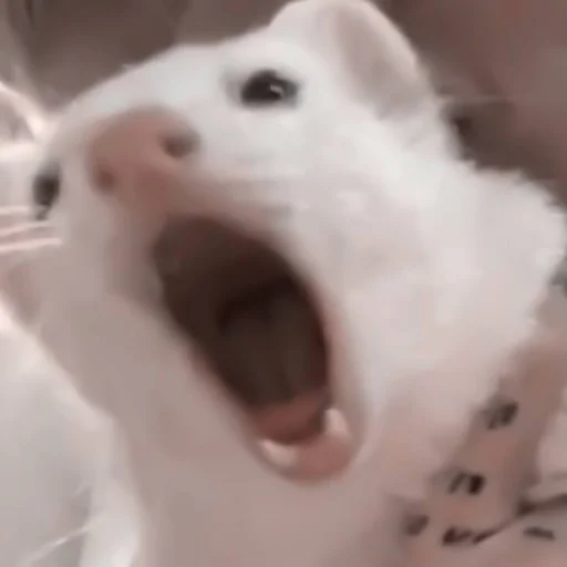 Стикер #ashisland meme «🩹 by @lumicore_present - 3