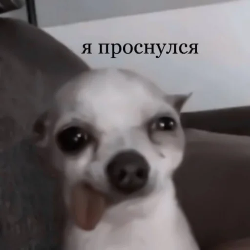 Sticker #jungkook meme «🪄 by @lumicore_present - 6