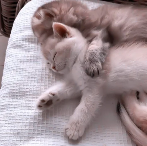 Стикер #rose horny «🍨 by @lumicore_present - 11