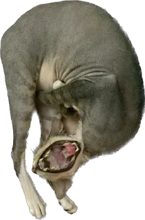 Стикер cats - 7