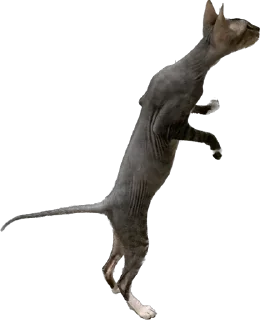 Стикер cats - 2