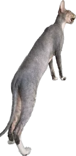 Стикер cats - 10