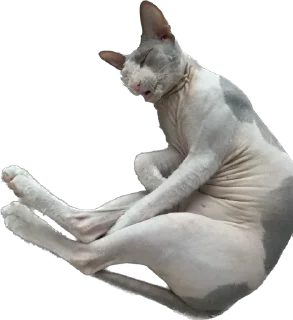 Стикер cats - 9