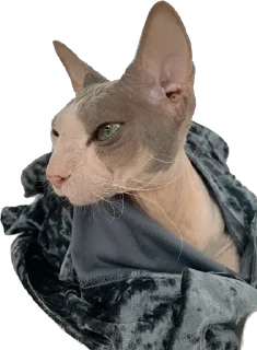 Стикер cats - 0