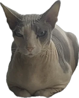 Стикер cats - 4