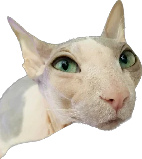 Стикер cats - 5