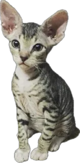 Стикер cats - 3