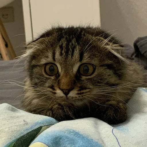 Sticker luna_the_cat_pack - 1