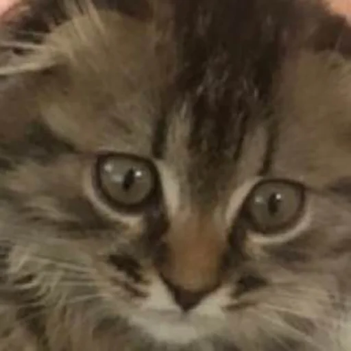 Sticker luna_the_cat_pack - 1