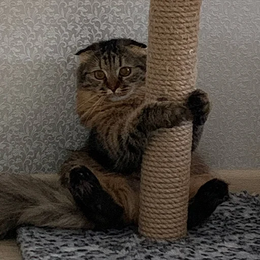 Sticker luna_the_cat_pack - 1