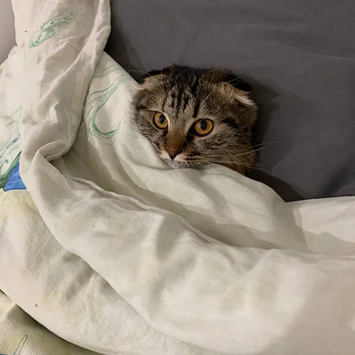 Sticker luna_the_cat_pack - 1