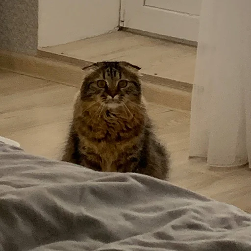 Sticker luna_the_cat_pack - 1