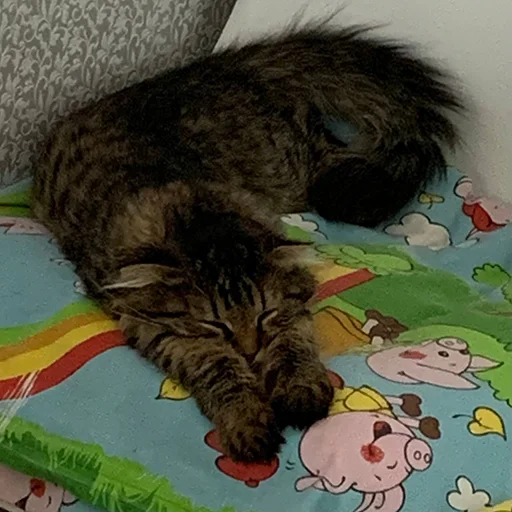 Sticker luna_the_cat_pack - 1