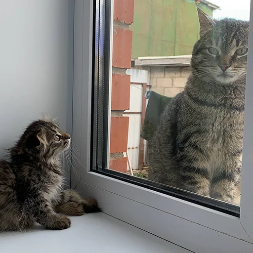 Sticker luna_the_cat_pack - 1