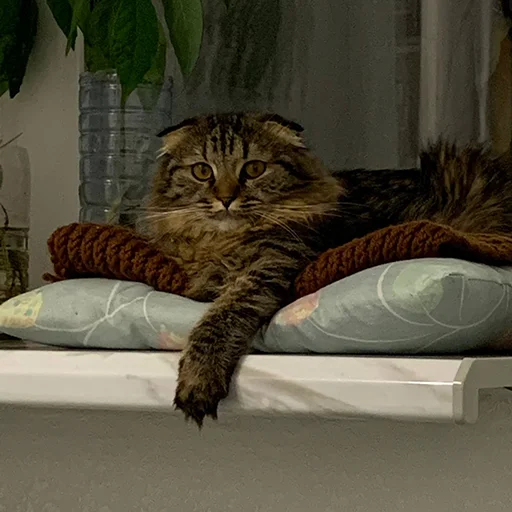 Стикер luna_the_cat_pack - 1