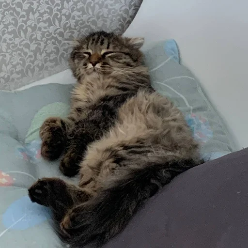 Sticker luna_the_cat_pack - 1