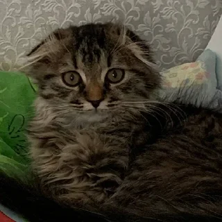 Sticker Луна 🌚 - 6