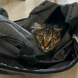 Sticker Луна 🌚 - 1