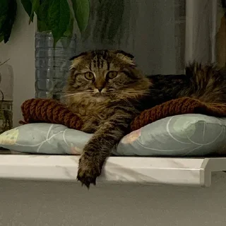 Sticker Луна 🌚 - 2