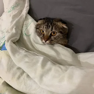 Sticker Луна 🌚 - 7