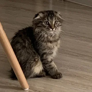 Sticker Луна 🌚 - 8