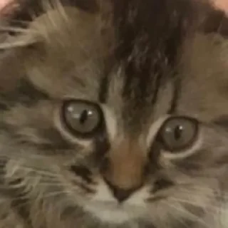 Sticker Луна 🌚 - 10