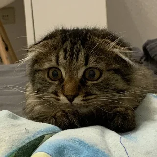 Sticker Луна 🌚 - 11