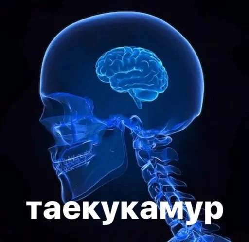 animal jellyfish invertebrate