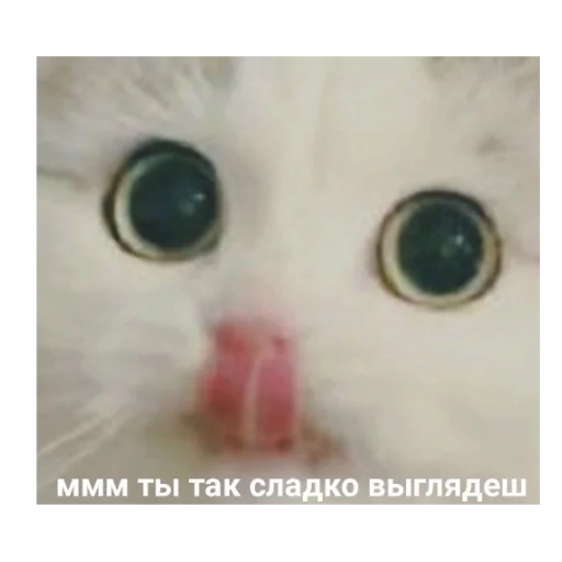 animal mammal small to medium-sized cats