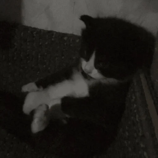 животное млекопитающее кошка